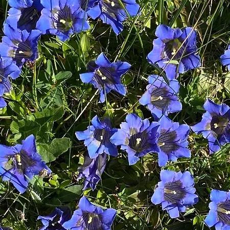 Herrschaft Grindelwald