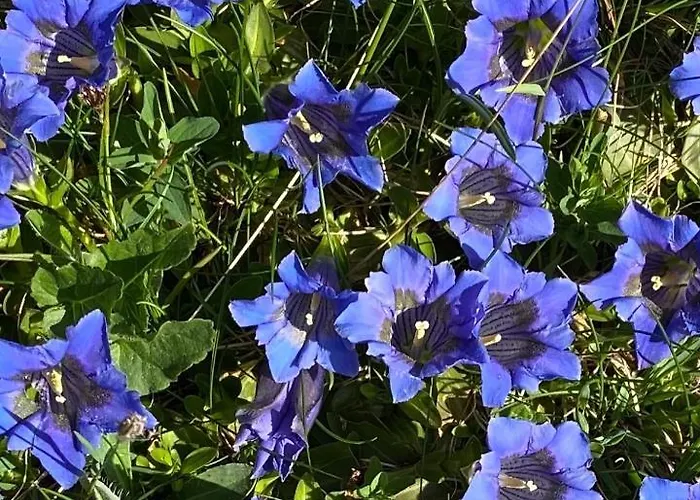 هيرشافت جريندلوالد