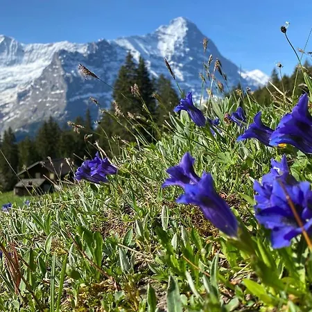 Herrschaft Διαμέρισμα *