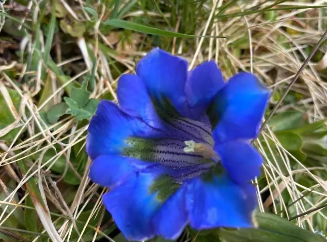 Herrschaft Апартаменты